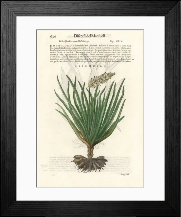 Framed Print : Asphodel, Asphodelus ramosus Framed Print : Asphodel, Asphodelus ramosus