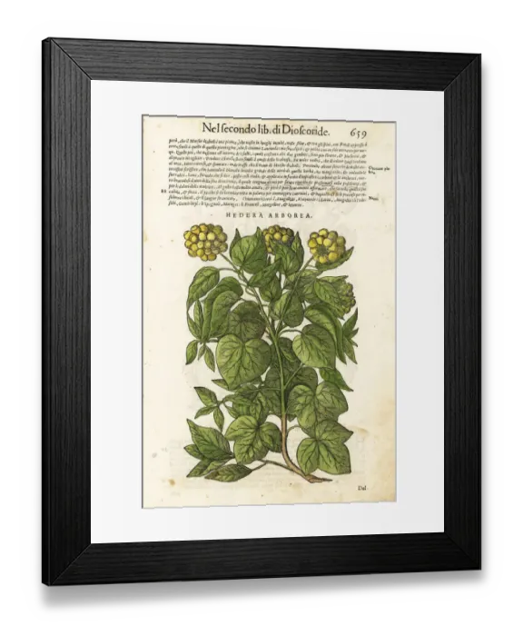 Framed Print : Common or European ivy, Hedera helix
