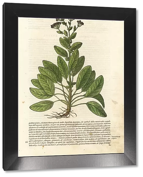 Balsam herb or mint geranium, Tanacetum balsamita