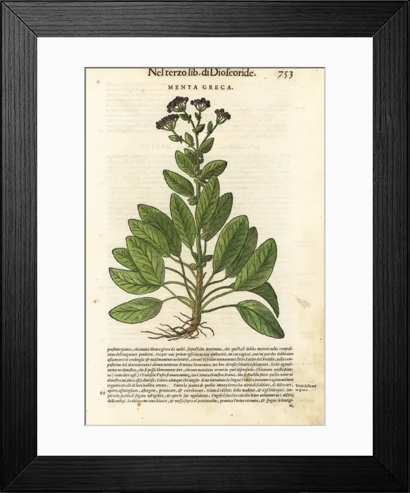 Framed Print : Balsam herb or mint geranium, Tanacetum balsamita Framed Print : Balsam herb or mint geranium, Tanacetum balsamita