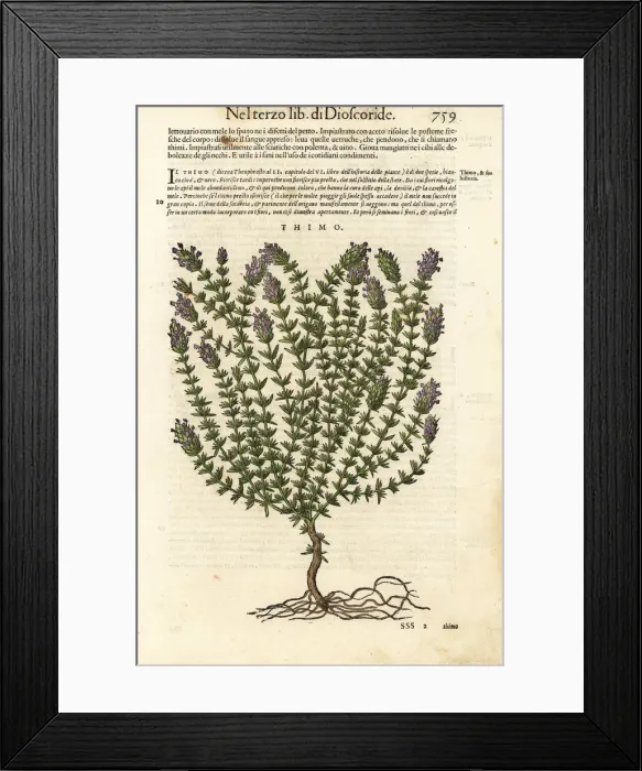 Framed Print : Thyme, Thymus vulgaris Framed Print : Thyme, Thymus vulgaris