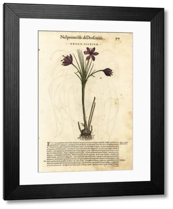 Framed Print : Spring crocus, Crocus vernus Framed Print : Spring crocus, Crocus vernus