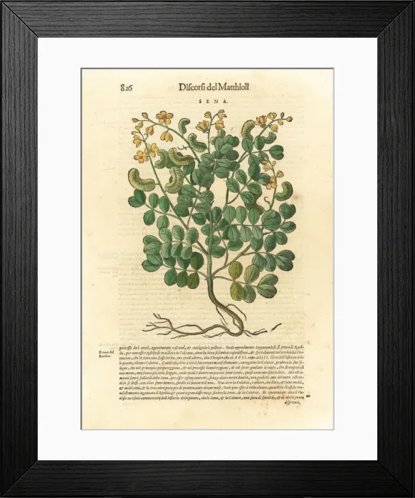 Framed Print : Senna, Senna alexandrina Framed Print : Senna, Senna alexandrina
