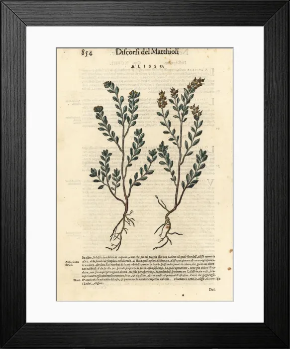 Framed Print : Pale madwort or yellow alyssum, Alyssum alyssoides Framed Print : Pale madwort or yellow alyssum, Alyssum alyssoides