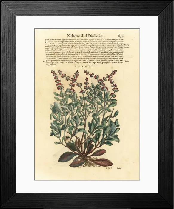 Framed Print : Downy woundwort, Stachys germanica Framed Print : Downy woundwort, Stachys germanica