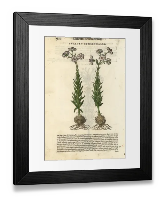 Framed Print : Daylily, Hemerocallis fulva Framed Print : Daylily, Hemerocallis fulva