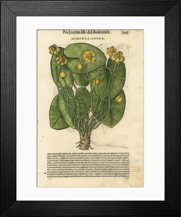 Framed Print : Yellow water-lily, Nuphar lutea Framed Print : Yellow water-lily, Nuphar lutea