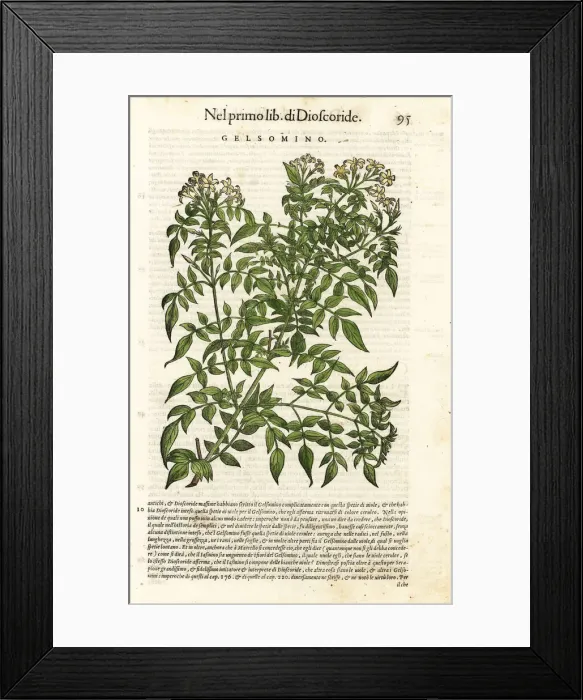 Framed Print : Jasmine, Jasminum officinale Framed Print : Jasmine, Jasminum officinale