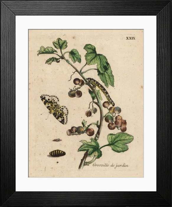 Framed Print : Gooseberry with moth Framed Print : Gooseberry with moth