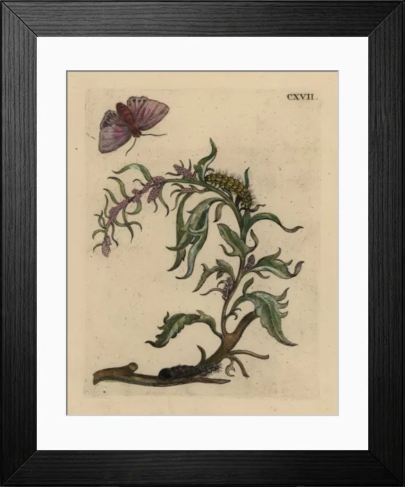Framed Print : Garden orache with moth Framed Print : Garden orache with moth