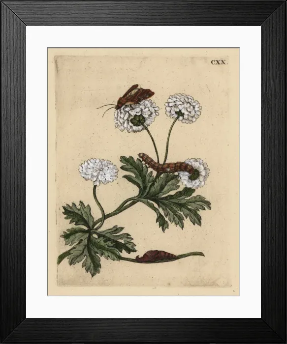 Framed Print : Feverfew, Tanacetum parthenium, with moth Framed Print : Feverfew, Tanacetum parthenium, with moth
