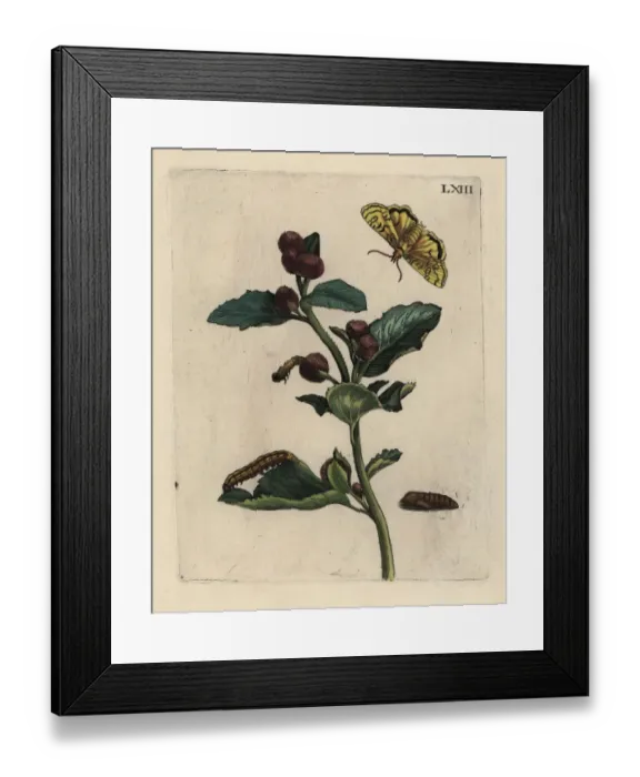 Framed Print : Greater burdock with moth Framed Print : Greater burdock with moth