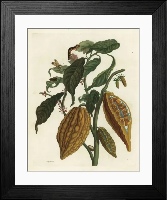 Framed Print : Cacao or cocoa tree and fruit, Theobroma cacao Framed Print : Cacao or cocoa tree and fruit, Theobroma cacao