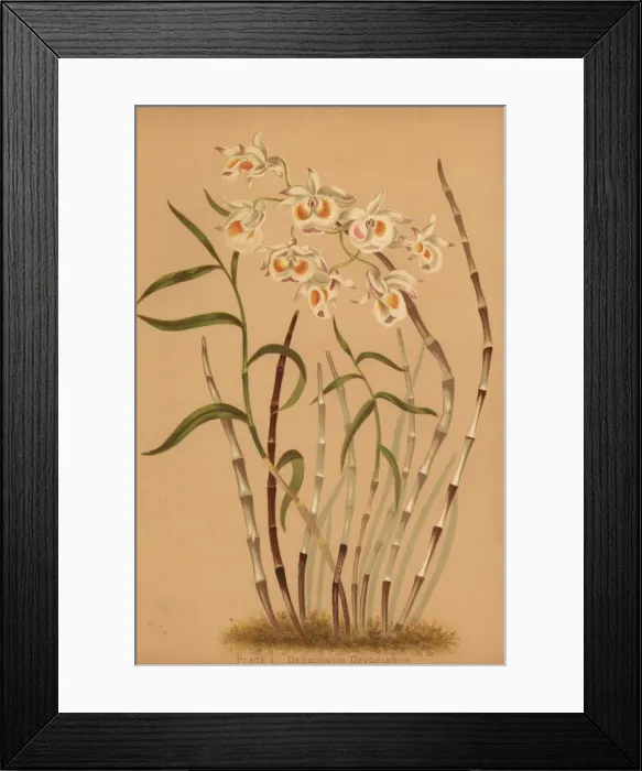 Framed Print : Devons dendrobium orchid, Dendrobium Framed Print : Devons dendrobium orchid, Dendrobium