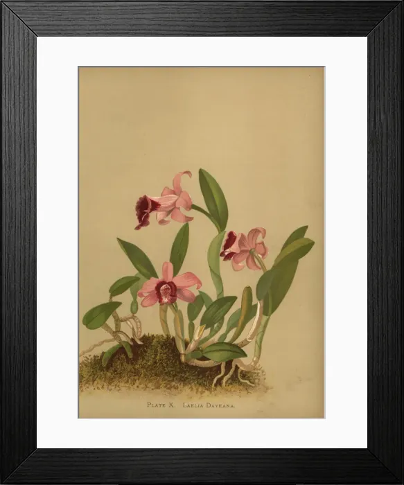 Framed Print : Laelia dayana or Cattleya bicalhoi orchid Framed Print : Laelia dayana or Cattleya bicalhoi orchid