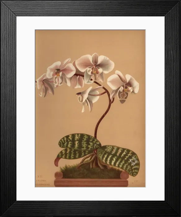 Framed Print : Phalaenopsis schilleriana orchid Framed Print : Phalaenopsis schilleriana orchid