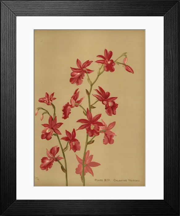 Framed Print : Christmas orchid hybrid, Calanthe x veitchii Framed Print : Christmas orchid hybrid, Calanthe x veitchii