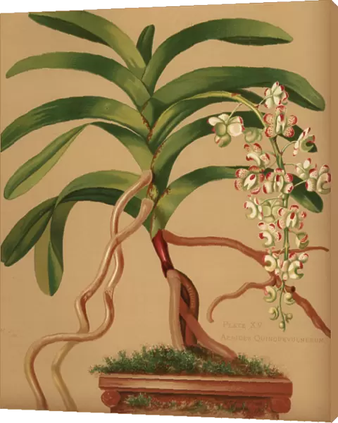 Cat s-tail or fox brush orchid, Aerides quinquevulnera