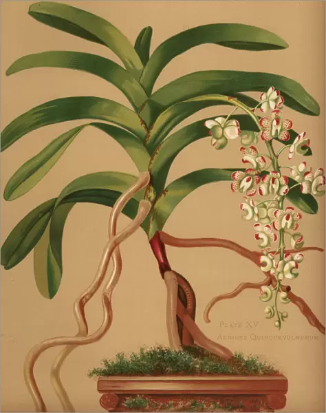 Cat s-tail or fox brush orchid, Aerides quinquevulnera