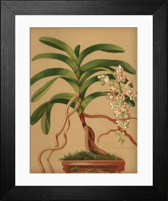 Framed Print : Cat s-tail or fox brush orchid, Aerides quinquevulnera Framed Print : Cat s-tail or fox brush orchid, Aerides quinquevulnera