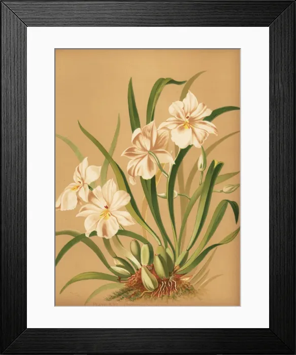 Framed Print : Pansy orchid, Miltoniopsis roezlii Framed Print : Pansy orchid, Miltoniopsis roezlii