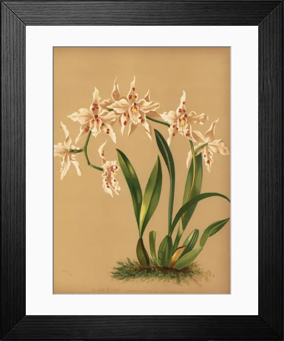 Framed Print : Dancing lady orchid, Oncidium alexandrae Framed Print : Dancing lady orchid, Oncidium alexandrae