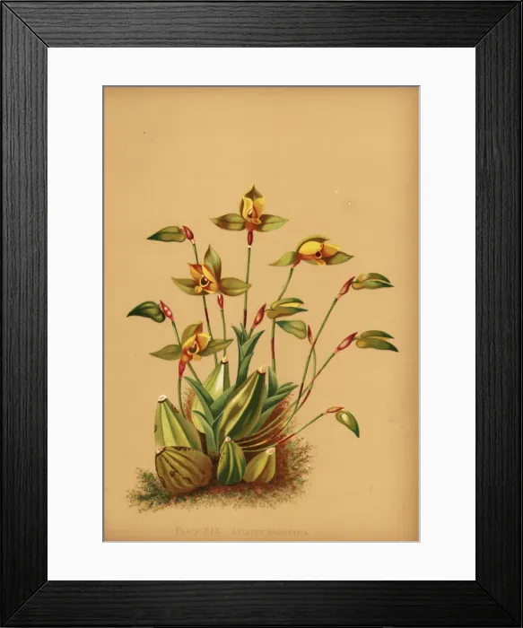 Framed Print : Sweet scented lycaste orchid, Lycaste aromatica Framed Print : Sweet scented lycaste orchid, Lycaste aromatica