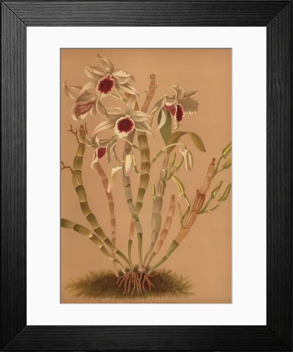 Framed Print : Ainsworths hybrid dendrobium orchid Framed Print : Ainsworths hybrid dendrobium orchid