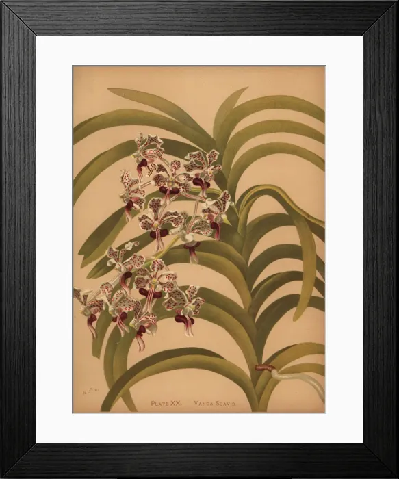 Framed Print : Vanda tricolor var. suavis orchid Framed Print : Vanda tricolor var. suavis orchid