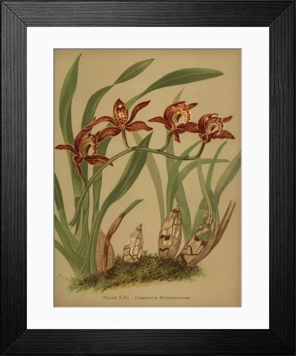 Framed Print : Cymbidium hookerianum orchid Framed Print : Cymbidium hookerianum orchid