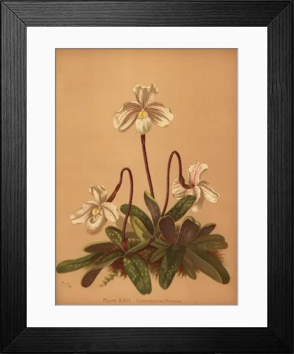 Framed Print : Paphiopedilum niveum orchid Framed Print : Paphiopedilum niveum orchid