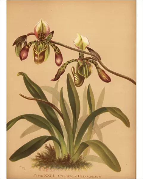 Paphiopedilum haynaldianum orchid