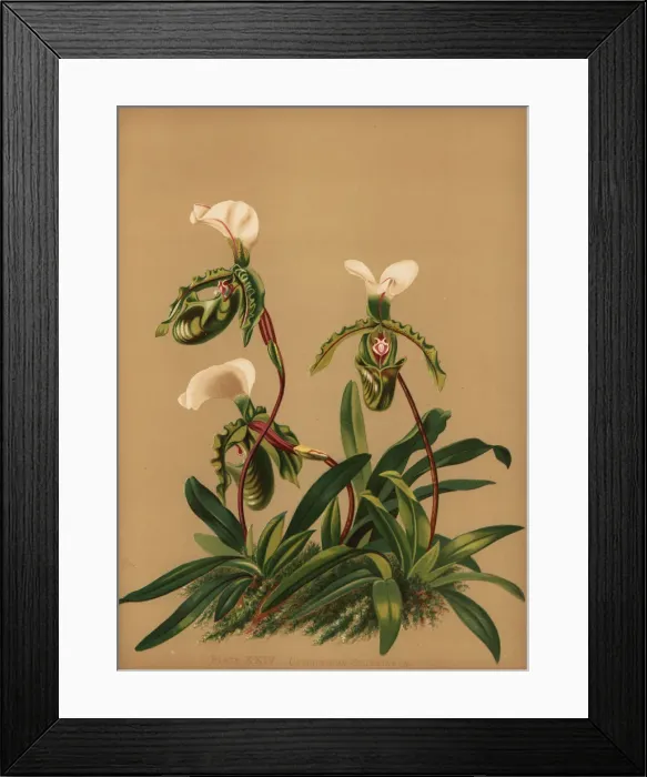 Framed Print : Paphiopedilum spicerianum orchid Framed Print : Paphiopedilum spicerianum orchid