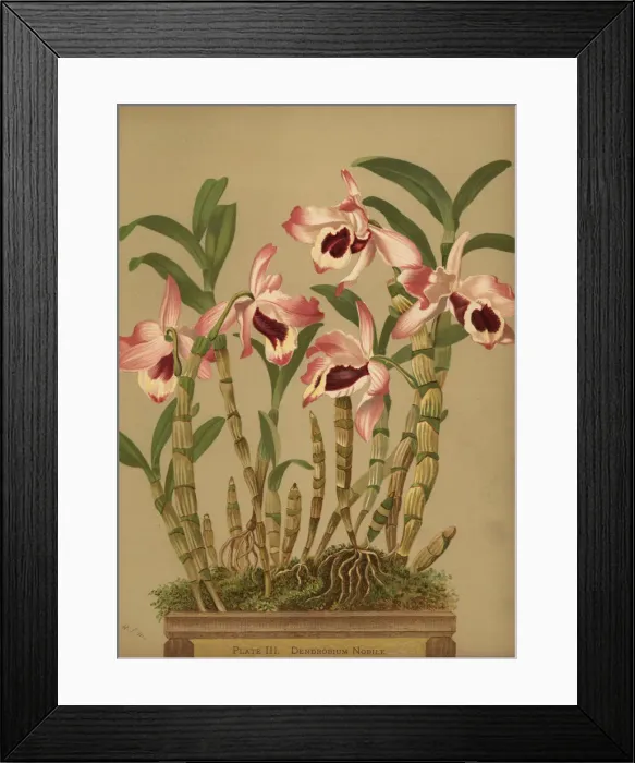 Framed Print : Noble dendrobium orchid, Dendrobium nobile Framed Print : Noble dendrobium orchid, Dendrobium nobile