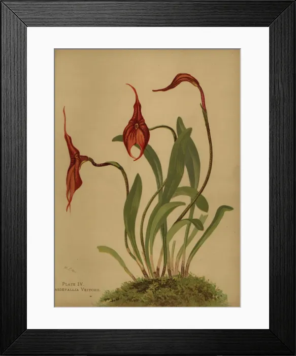 Framed Print : Veitchs masdevallia, Masdevallia veitchiana Framed Print : Veitchs masdevallia, Masdevallia veitchiana