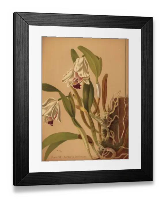 Framed Print : The beautiful cattleya or azucenas, Cattleya quadricolor Framed Print : The beautiful cattleya or azucenas, Cattleya quadricolor