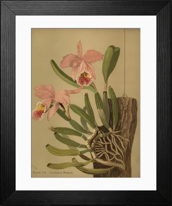 Framed Print : Mosss cattleya or easter orchid, Cattleya Framed Print : Mosss cattleya or easter orchid, Cattleya