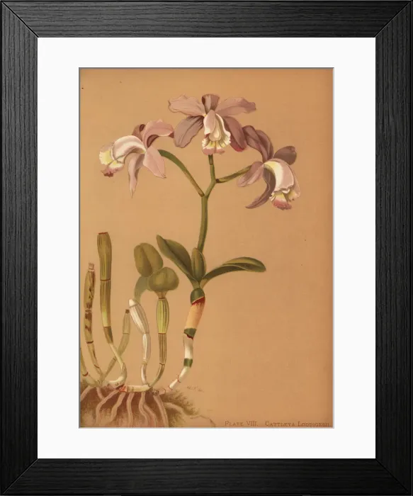 Framed Print : Loddigess cattleya orchid, Cattleya Framed Print : Loddigess cattleya orchid, Cattleya