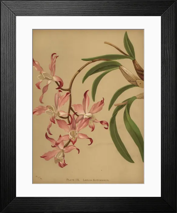 Framed Print : Autumn laelia orchid, Laelia autumnalis Framed Print : Autumn laelia orchid, Laelia autumnalis