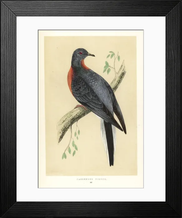 Framed Print : Passenger pigeon, Ectopistes migratorius. Extinct Framed Print : Passenger pigeon, Ectopistes migratorius. Extinct
