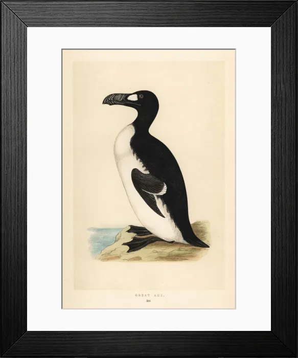 Framed Print : Great auk, Pinguinus impennis. Extinct Framed Print : Great auk, Pinguinus impennis. Extinct
