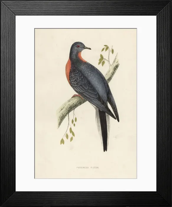Framed Print : Passenger pigeon or wild pigeon, Ectopistes Framed Print : Passenger pigeon or wild pigeon, Ectopistes