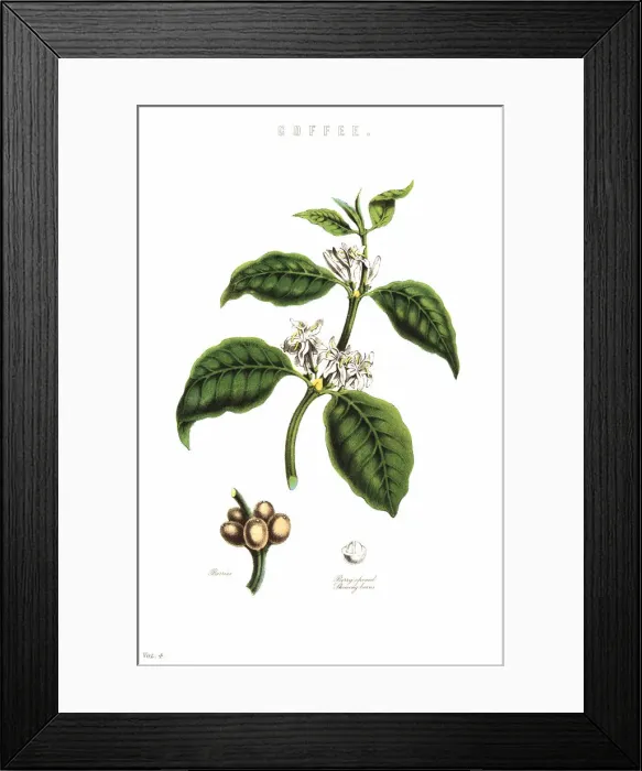 Framed Print : Coffee, Coffea arabica, plant showng flowers Framed Print : Coffee, Coffea arabica, plant showng flowers