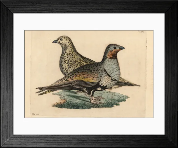 Framed Print : Black-bellied sand grouse, Pterocles orientalis Framed Print : Black-bellied sand grouse, Pterocles orientalis