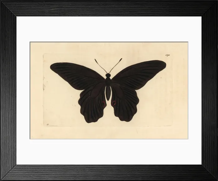 Framed Print : Spangle butterfly, Papilio protenor Framed Print : Spangle butterfly, Papilio protenor