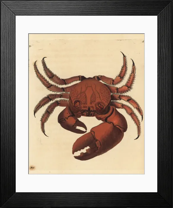 Framed Print : Red-eyed rock crab, Eriphia sebana Framed Print : Red-eyed rock crab, Eriphia sebana
