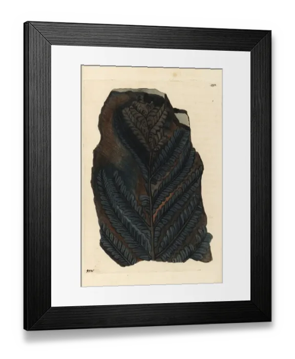 Framed Print : Fossil fern, Polypodium filix mas Framed Print : Fossil fern, Polypodium filix mas