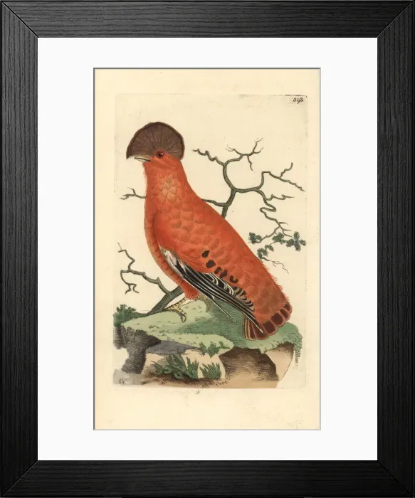 Framed Print : Guianan cock-of-the-rock, Rupicola rupicola Framed Print : Guianan cock-of-the-rock, Rupicola rupicola