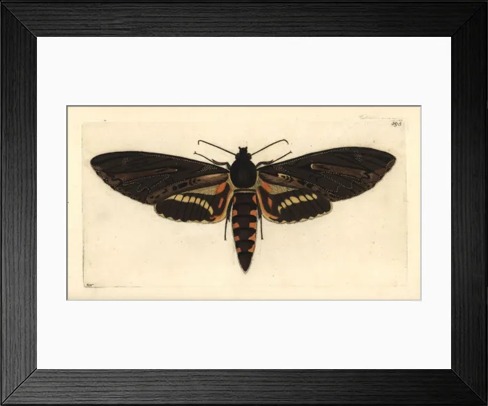 Framed Print : Cluentius sphinx moth, Neococytius cluentius Framed Print : Cluentius sphinx moth, Neococytius cluentius