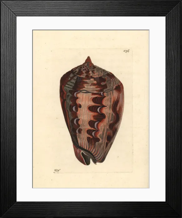 Framed Print : Shielded dogwhelk, Nassarius arcularia plicatus Framed Print : Shielded dogwhelk, Nassarius arcularia plicatus
